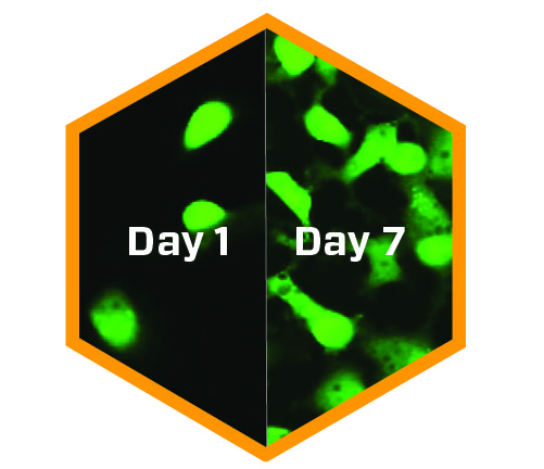 clearcell cell culture