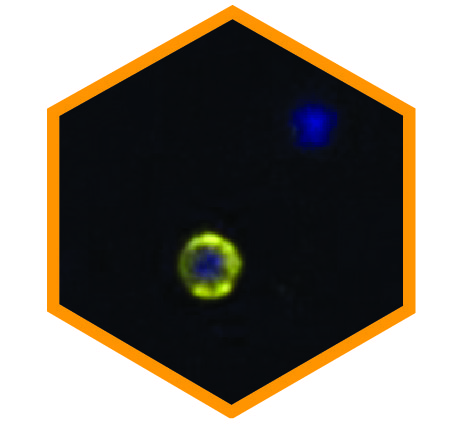 clearcell protein analysis PD-L1