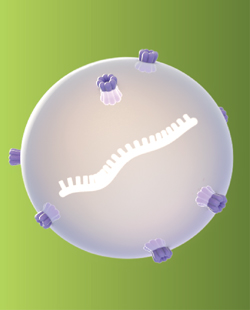 Human v3 miRNA Assay Kit